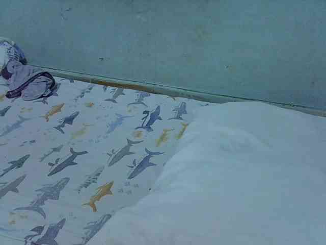Queen-Marian webcam