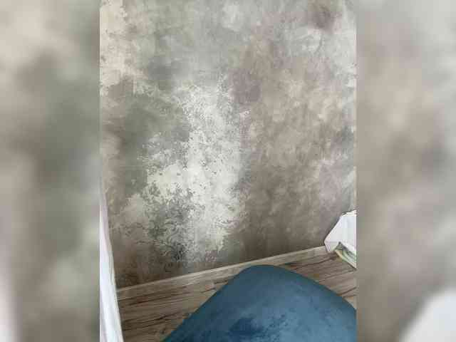BetaVulgaris webcam