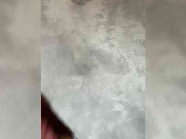BetaVulgaris webcam