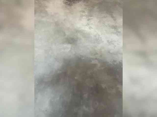 BetaVulgaris webcam