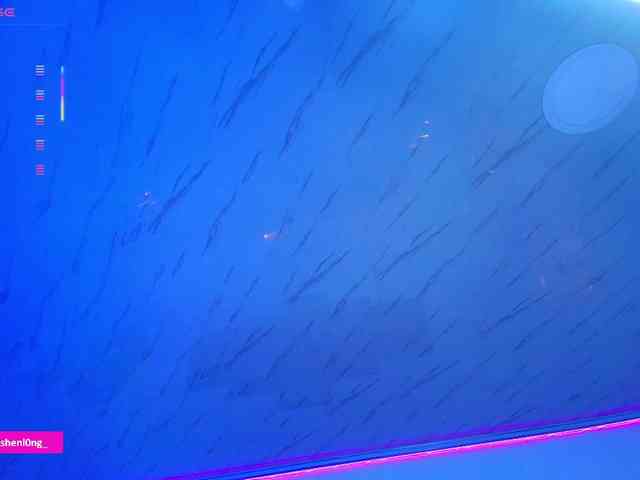 Nicorobin webcam