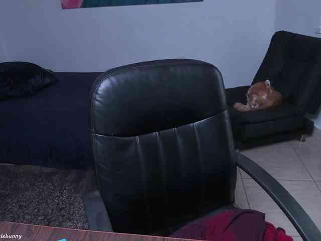 danielebunny danielebunny