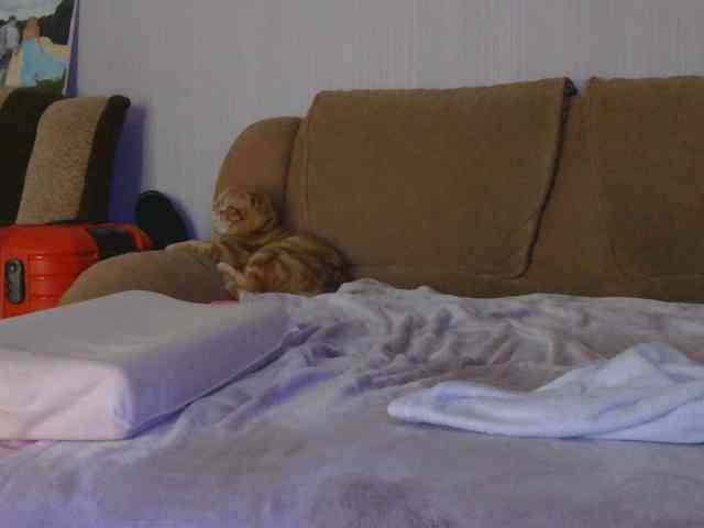 Sofia-Baby67-1 webcam