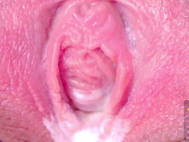 orchide-kitty webcam