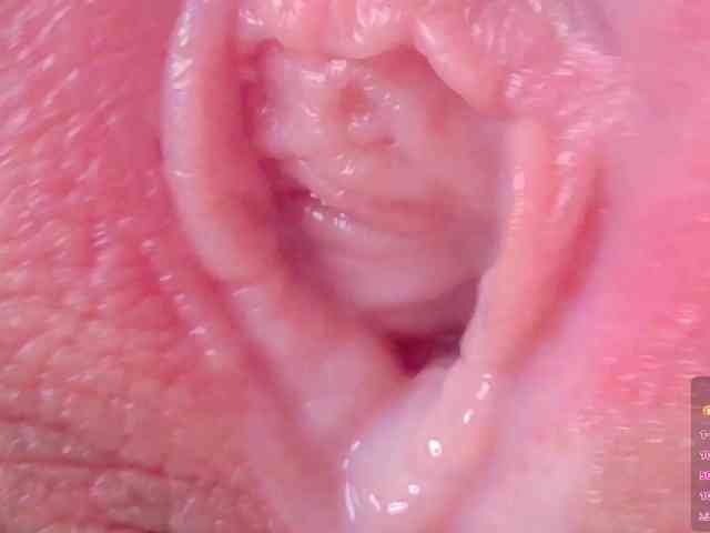 orchide-kitty webcam