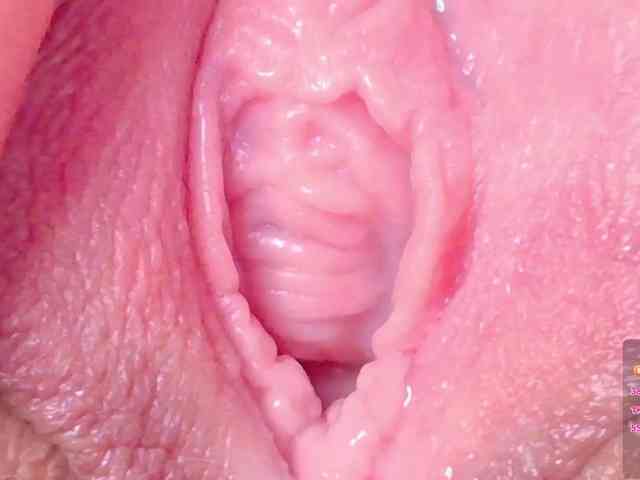 orchide-kitty webcam