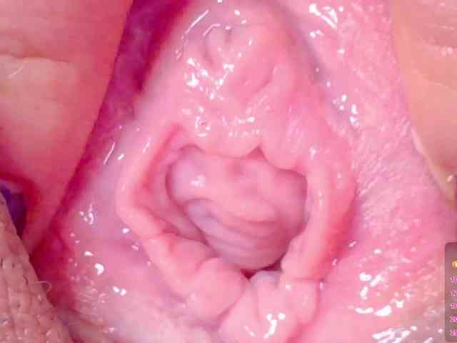 orchide-kitty webcam