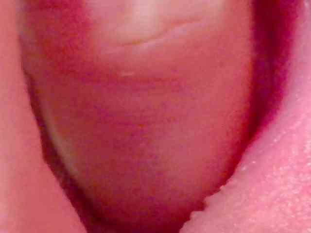orchide-kitty webcam