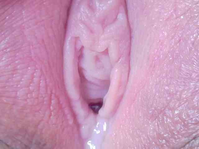 orchide-kitty webcam