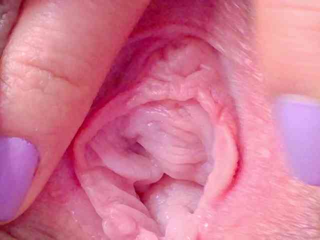 orchide-kitty webcam