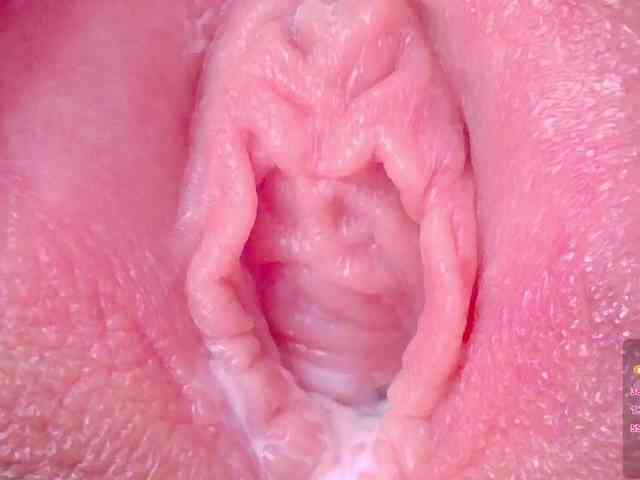 orchide-kitty webcam