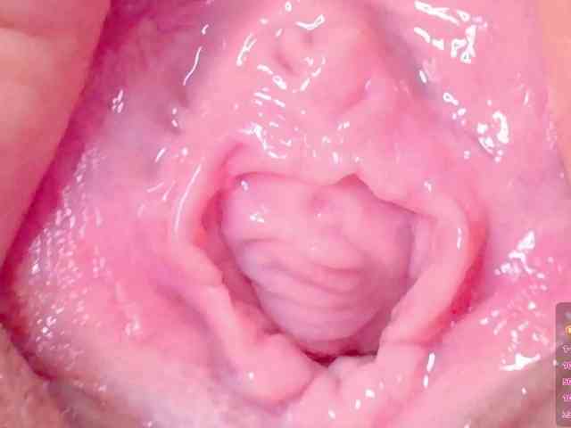 orchide-kitty webcam