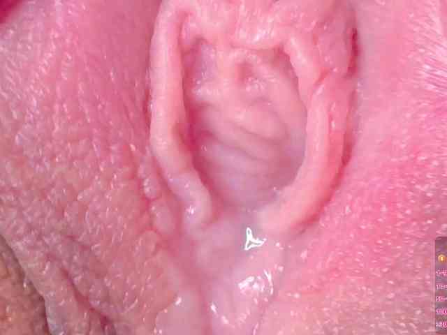 orchide-kitty webcam
