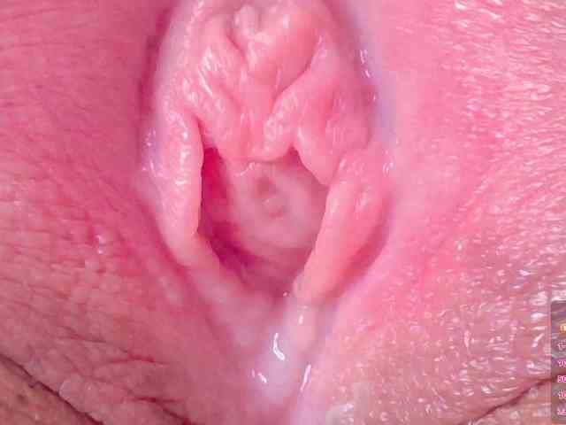 orchide-kitty webcam