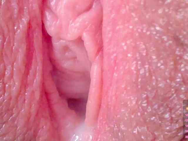 orchide-kitty webcam