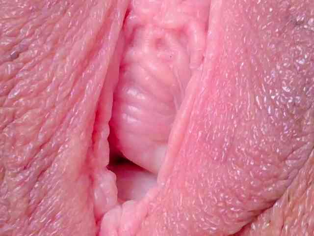 orchide-kitty webcam