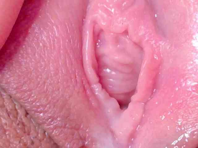 orchide-kitty webcam