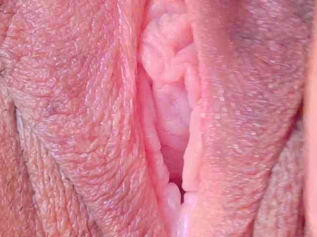 orchide-kitty webcam