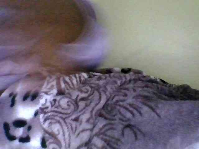 Bebgall2023 webcam