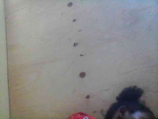 Bebgall2023 webcam