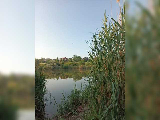 RosFair live cam