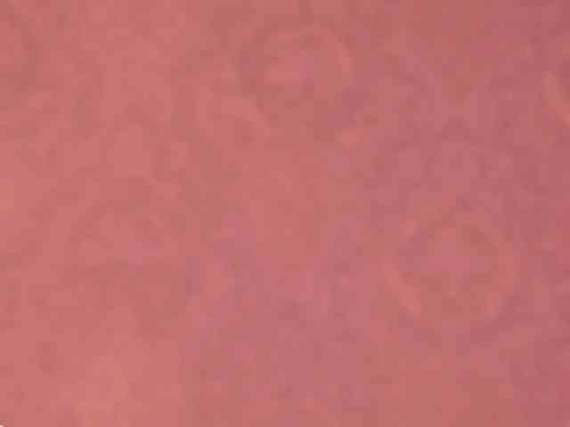 catromance webcam