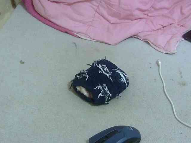 Cuteavril webcam