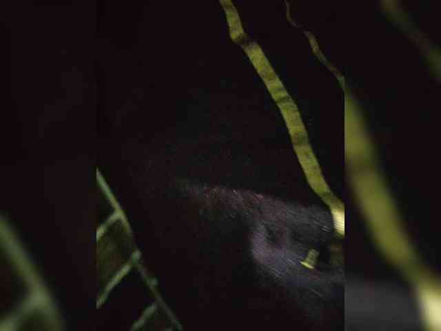 dirtylittleprincess59 webcam