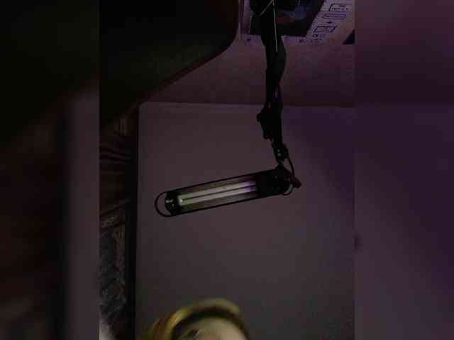 lina666 webcam