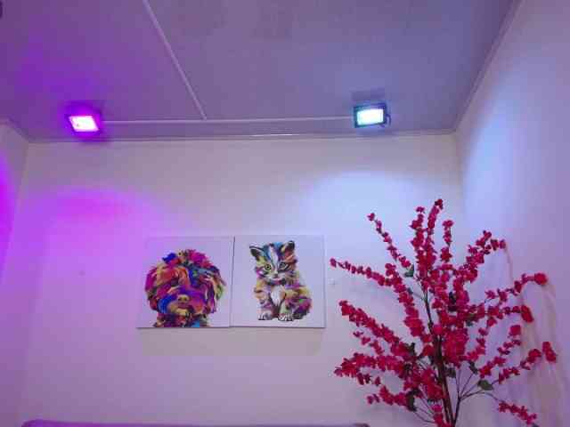 Ahilin-luther webcam