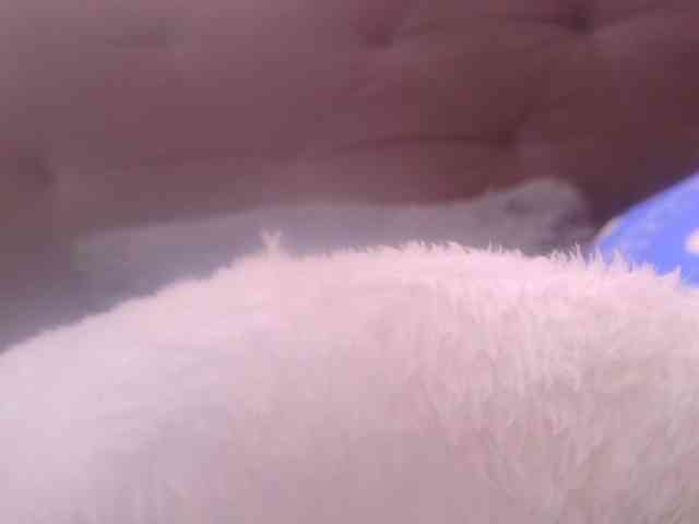 queenabril webcam