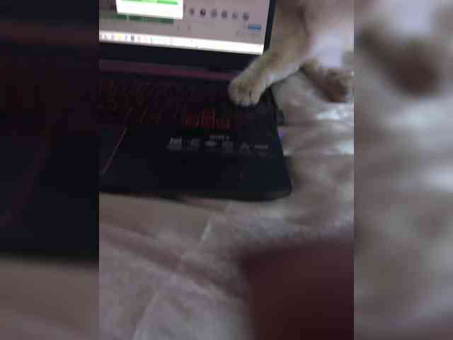 Angel-VICT0RY webcam