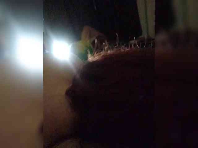 AliceFoxy777 AliceFoxy777