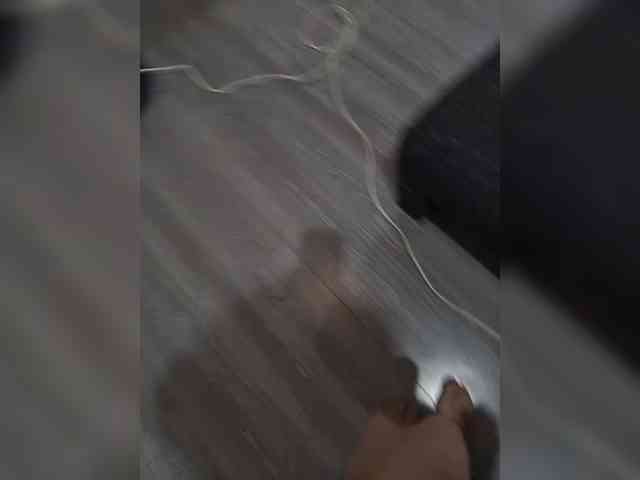VeselayaDura webcam