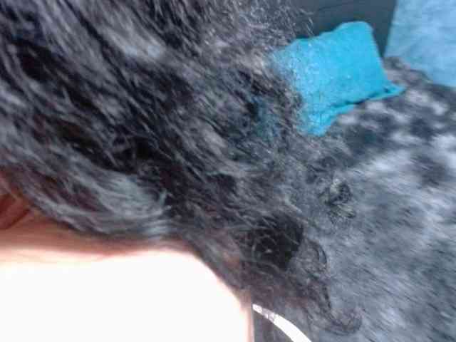 Blackanabel webcam