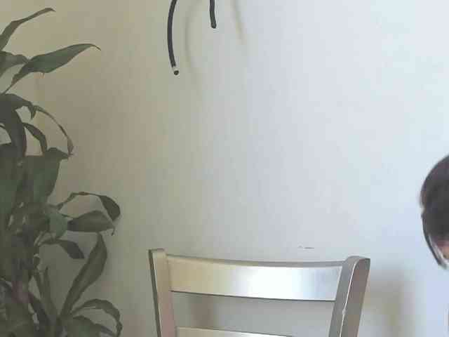 jump-rabbit- webcam
