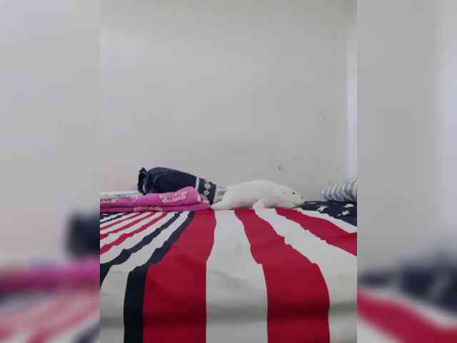 CumBlackdick Live Webcam on BongaCams CumBlackdick Live Webcam on BongaCams