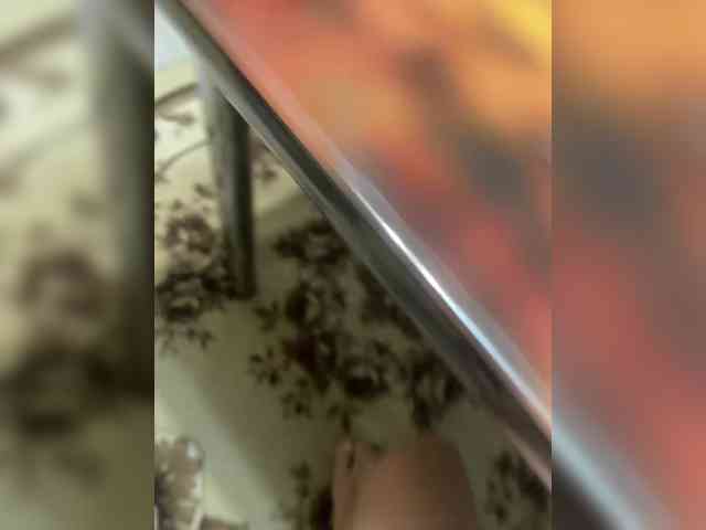 ULittleMouse webcam