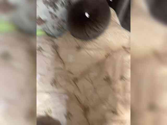 ULittleMouse webcam
