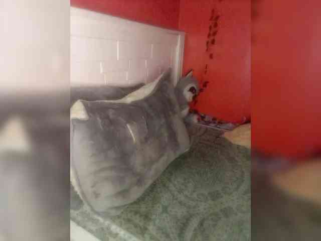 Darkmelonghurla webcam