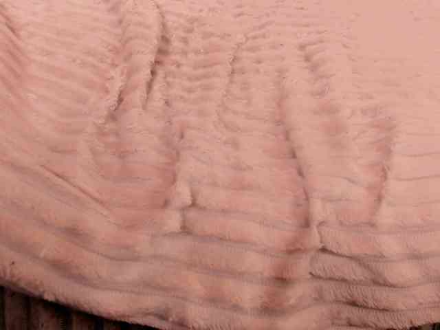 THALIA-WOLF webcam