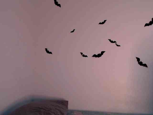 littleowlx webcam