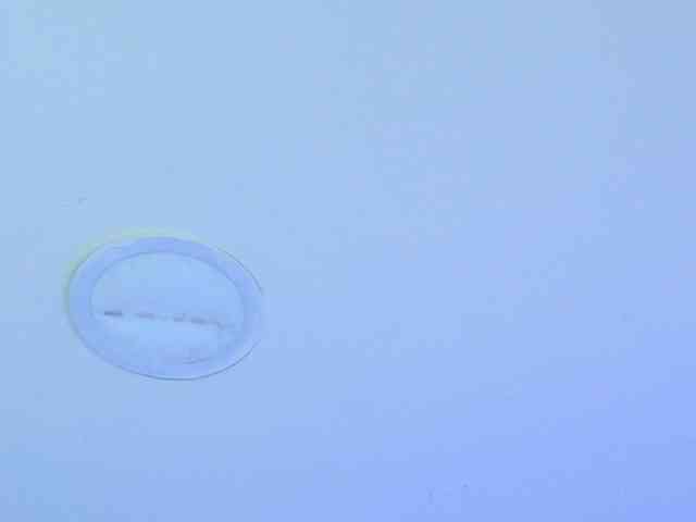 shalomFox webcam
