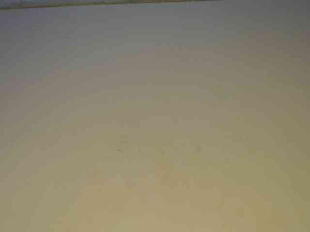 Tisha-amore webcam