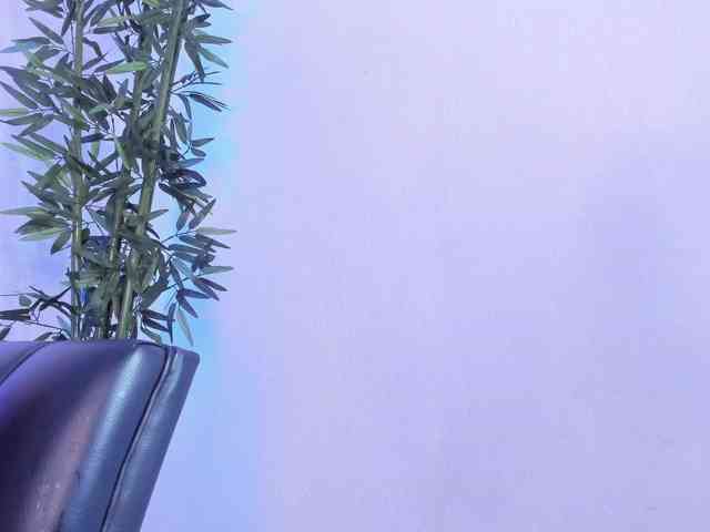 zayha-rush webcam