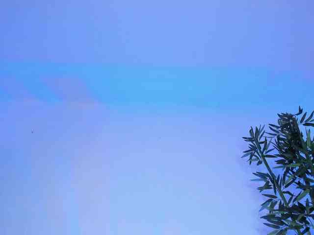 zayha-rush webcam