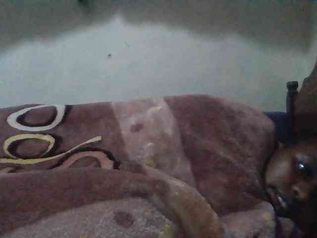 luvlyshee webcam
