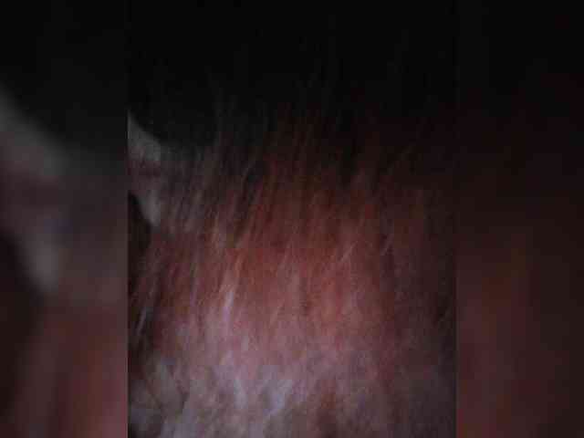 Foxz3a webcam