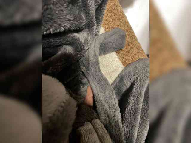 Arbipro Live Webcam on BongaCams