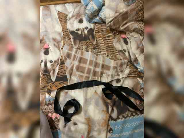 Devochka1010 webcam